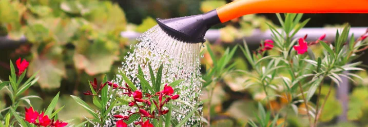Gießkanne gießt roten Oleander
